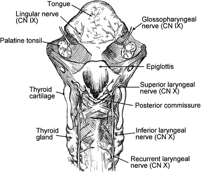 Essential Anatomy and Physiology of the Respiratory System and the