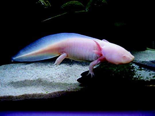 The Axolotl As Food And Symbol In The Basin Of Mexico From 10 To Today Springerlink The Axolotl As Food And Symbol In The Basin Of Mexico From 10 To Today Springerlink