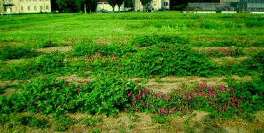 Minor Legume Species Springerlink