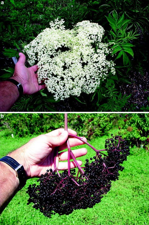 Emerging Fruit Crops Springerlink