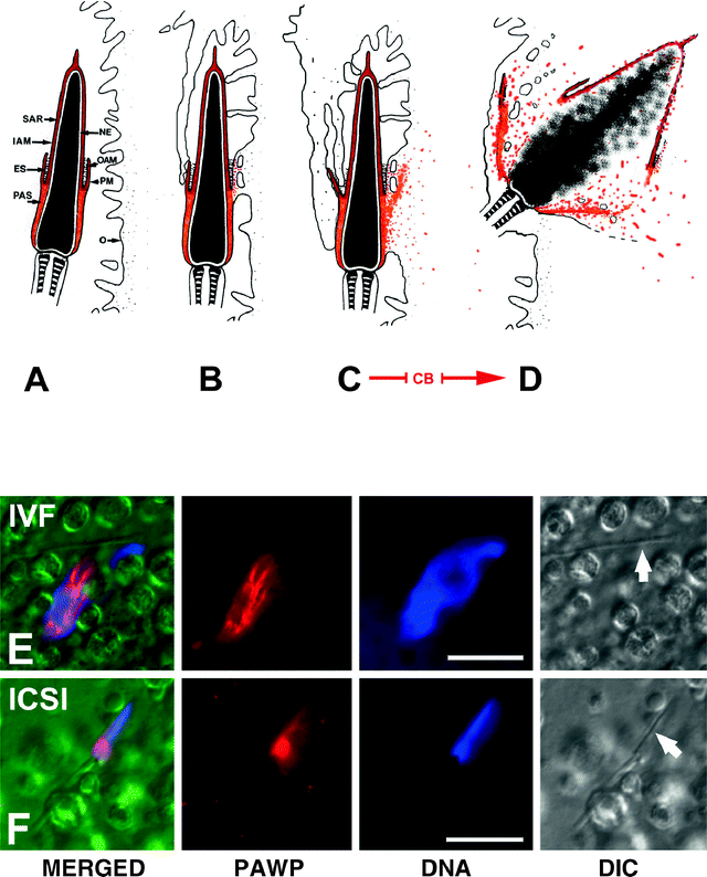 Sperm Capacitation, the Acrosome Reaction, and Fertilization SpringerLink