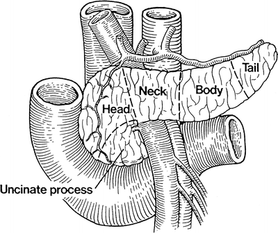 Hepatobiliary And Pancreatic Function Physiologic Changes Springerlink Hepatobiliary And Pancreatic Function Physiologic Changes Springerlink