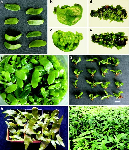 In Vitro Regeneration Systems Of Platycerium Springerlink