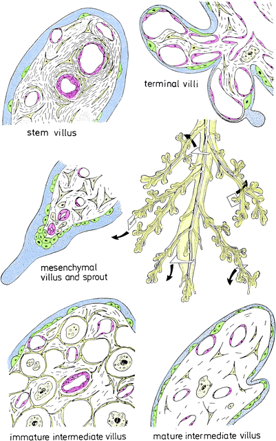Chorionic Villi: Histology and Villous Development ... Chorionic Villi: Histology and Villous Development ...