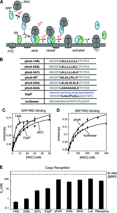 Sequential Checkpoints Govern Substrate Selection During Co - 