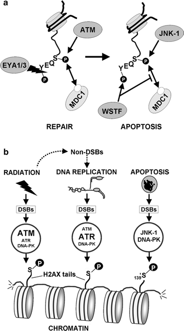 H2ax In Dna Damage Response Springerlink