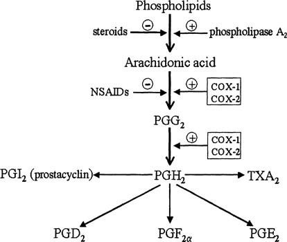 Pharmacology And Clinical Action Of Cox 2 Selective Nsaids
