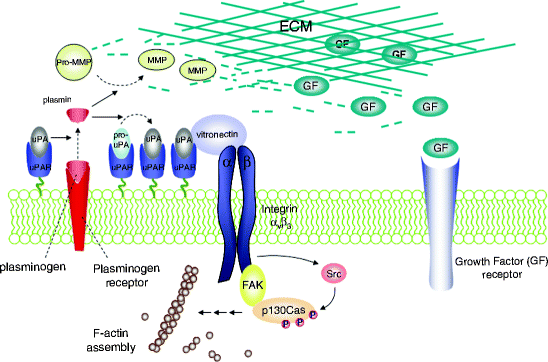 Druggable Targets And Therapeutic Agents For Disorders Of