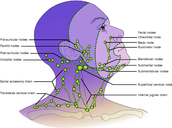 Cutaneous Anatomy in Mohs Micrographic Surgery | SpringerLink