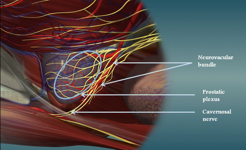 Anatomy of the Pelvis | SpringerLink
