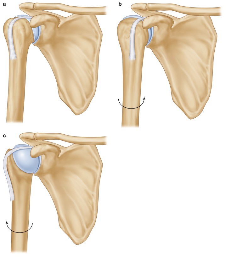Biomechanics of the Shoulder | SpringerLink