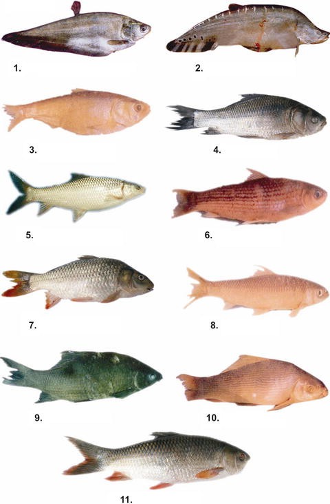 Ichthyofauna Of Rajasthan Springerlink