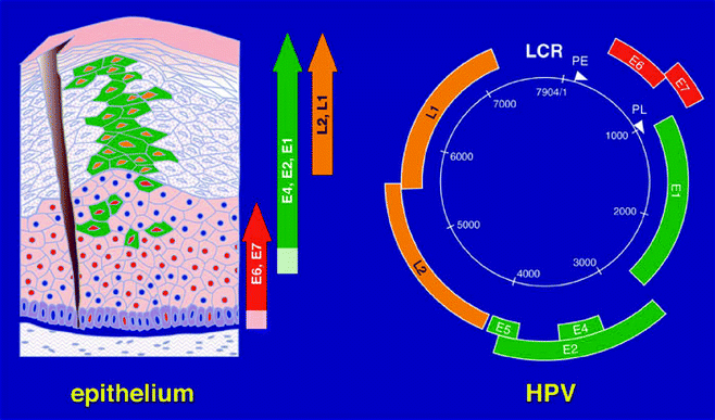 cink papillomavírus hpv arc tünetei