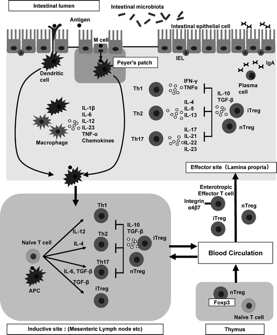 The Th1, Th2, and Th17 Paradigm in Inflammatory Bowel Disease ...