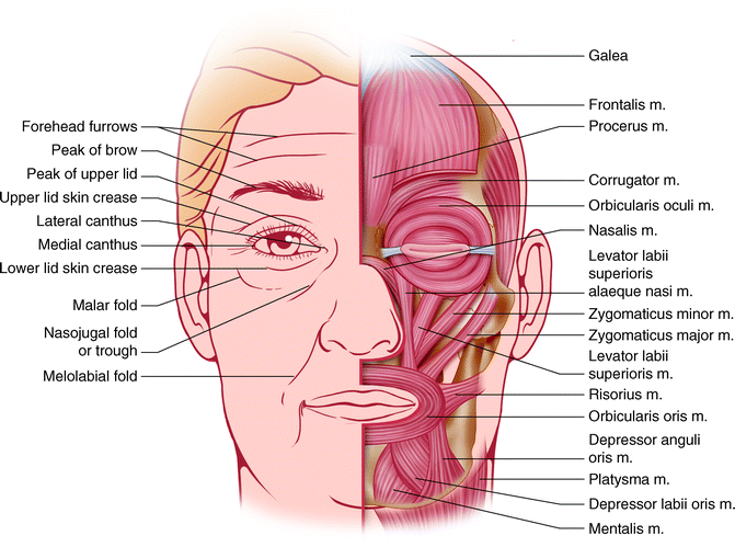 Anatomy Of The Midface Springerlink