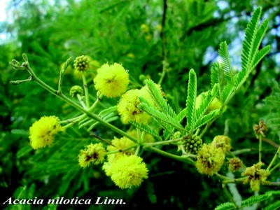 Health And Herbs Berberis Lycium Royle