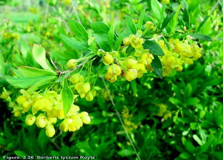 Pdf Berberis Lycium Multipotential Medicinal Application An Overview