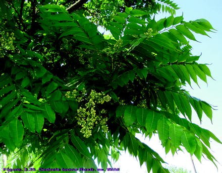 Teresa S Garden Song Invasive Plant Buckthorn Identification And