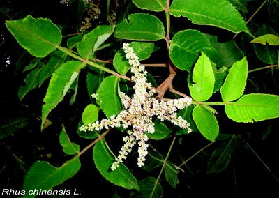 Danger Garden Mahonia Gracilipes Is My Favorite Plant In The