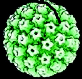condyloma acuminatum meaning asd 2 tratament parazit