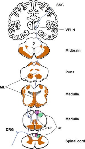 Somatosensation: End Organs For Tactile Sensation | SpringerLink Somatosensation: End Organs For Tactile Sensation | SpringerLink