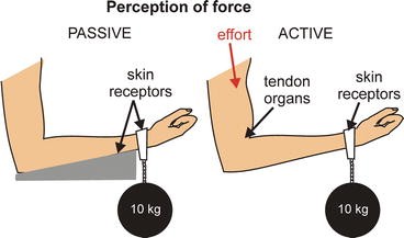 Kinesthetic Inputs Springerlink