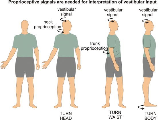 Kinesthetic Inputs Springerlink
