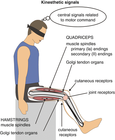 Kinesthetic Inputs Springerlink