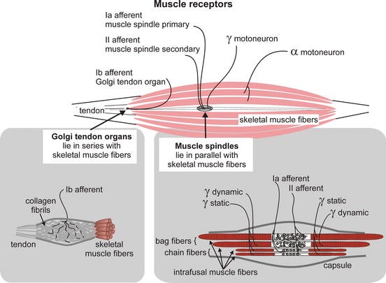 Kinesthetic Inputs Springerlink
