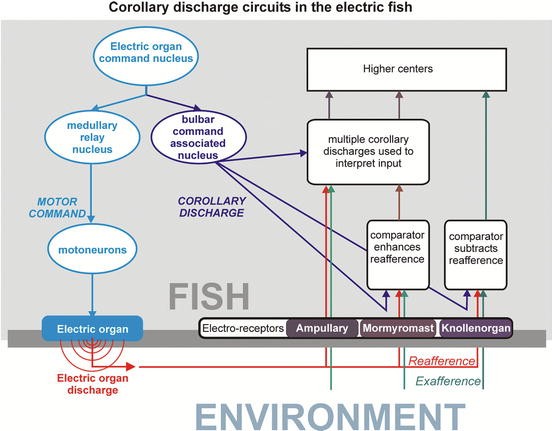 Kinesthetic Inputs Springerlink