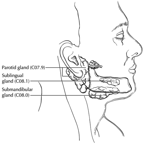 Submandibular Lymph Nodes Submandibular Lymph Nodes