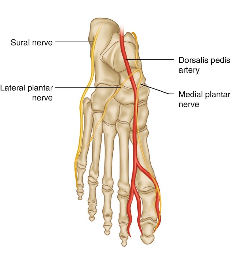 Anatomy Essentials Springerlink anatomy essentials springerlink
