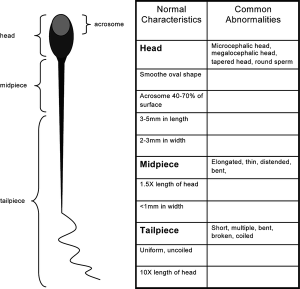 Laboratory Evaluation for Male Infertility SpringerLink