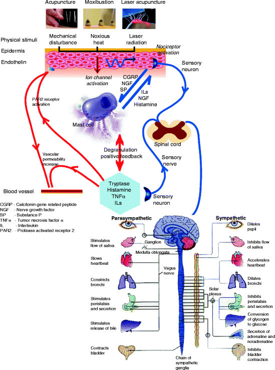 Function of Collagen and Mast Cells in Acupuncture Points | SpringerLink