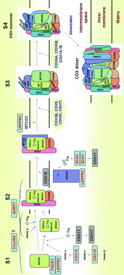 Assembly Factors Of Human Mitochondrial Respiratory Chain