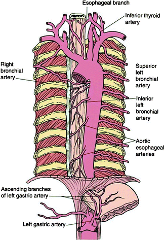 Development, Anatomy, and Physiology of the Esophagus | SpringerLink