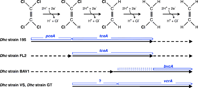 Dehalococcoides And Reductive Dechlorination Of Chlorinated Solvents Springerlink