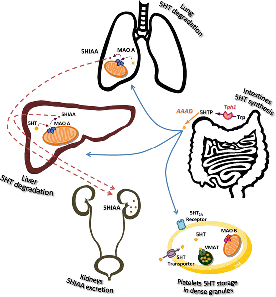 Hyperserotonemia In Autism 5ht Regulating Proteins Springerlink Hyperserotonemia In Autism 5ht Regulating Proteins Springerlink
