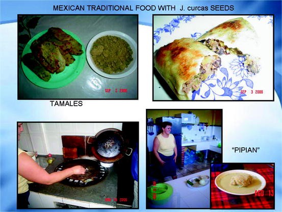 Use Of Jatropha Curcas L Non Toxic Variety As Traditional Food And Generation Of New Products In Mexico Springerlink