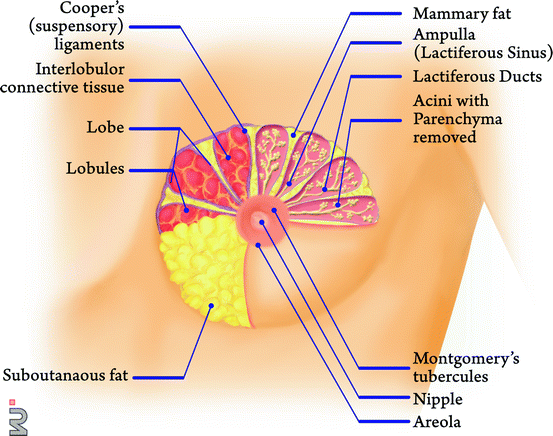 Chest Wall And Regional Lymphatics Springerlink Chest Wall And Regional Lymphatics Springerlink