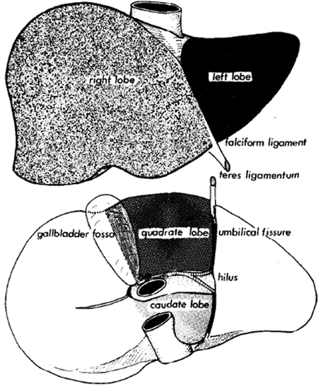 Physiology and Anatomy of the Liver | SpringerLink
