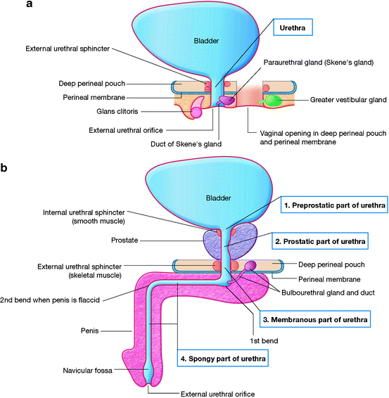 Anatomy, Embryology, and Histology | SpringerLink