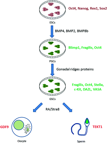 Stem Cells And Gametogenesis Springerlink - 