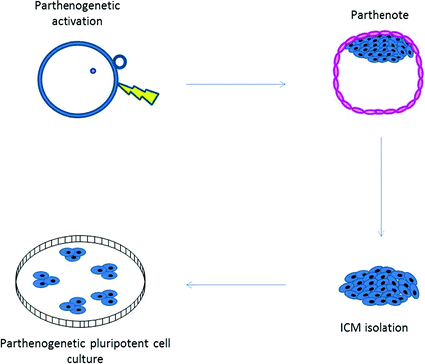 Stem Cells And Gametogenesis Springerlink - 