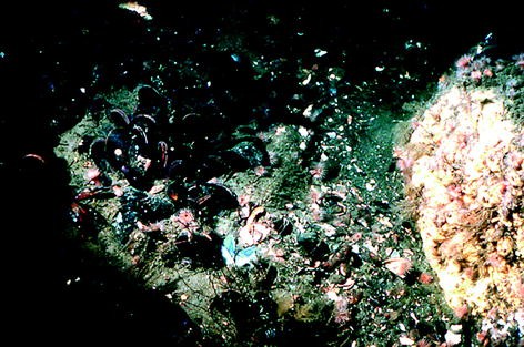 biology and ecology of