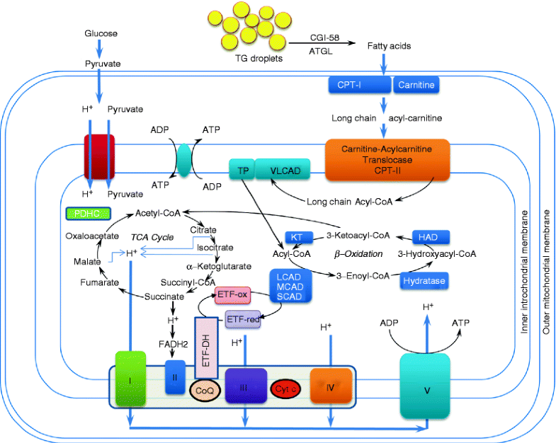 Metabolic Myopathies | SpringerLink