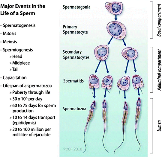 female and male gametogenesis springerlink true or false humans form gametes by a process called gametogenesis