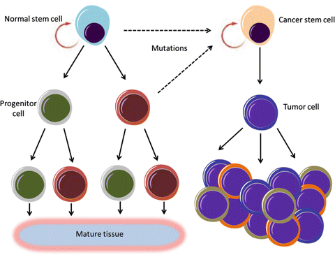Cancer Biology: Some Causes for a Variety of Different ...