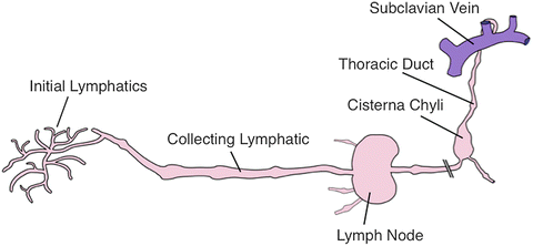 Lymphatic System in Adipose Tissues | SpringerLink Lymphatic System in Adipose Tissues | SpringerLink