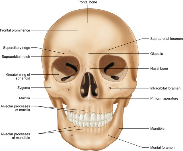 Anatomy Of The Head And Neck 